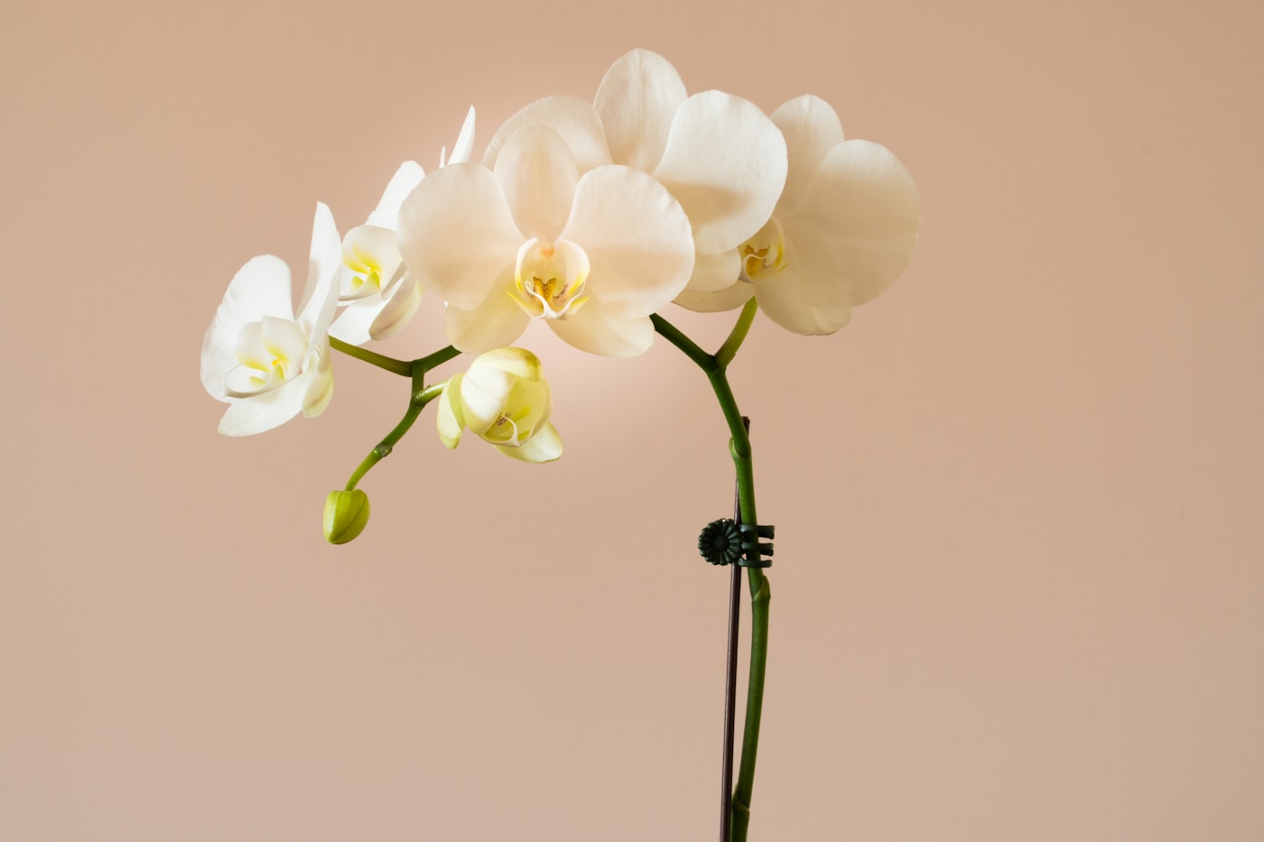Manchas en las hojas de la orquídea: cómo identificarlas