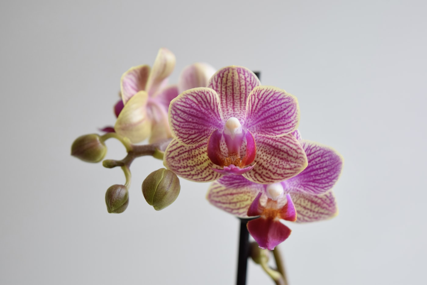 Moho en el sustrato de la orquídea: qué hacer