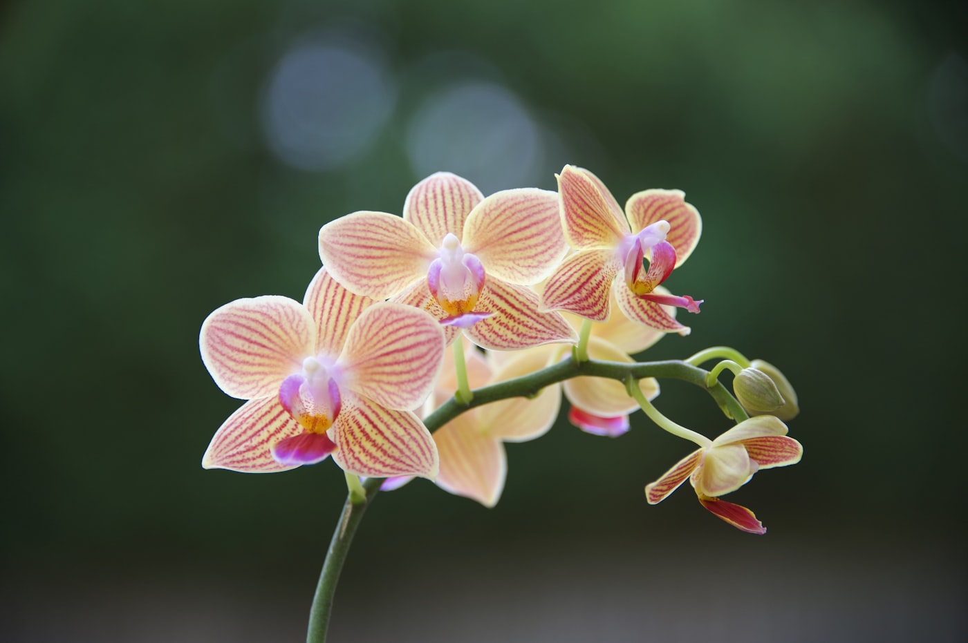 Orquídea después de la floración: qué hacer con la vara