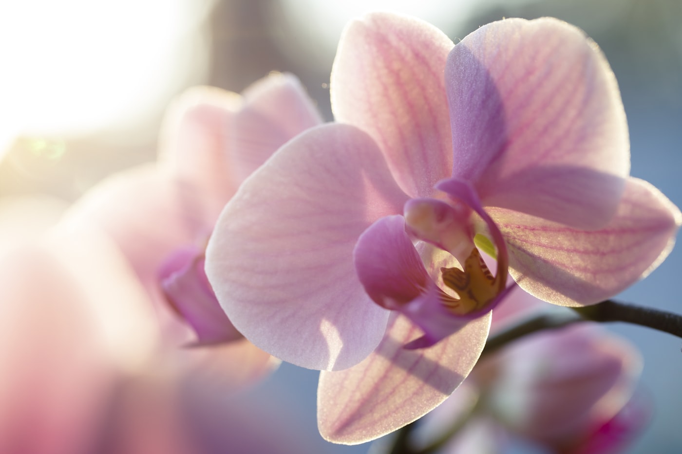 Riego por inmersión en orquídeas: cómo hacerlo bien