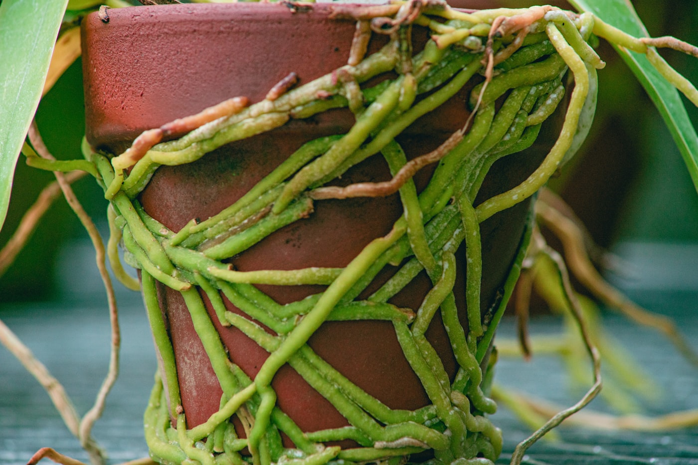 Sustrato para orquídeas: cuál usar y cómo trasplantar