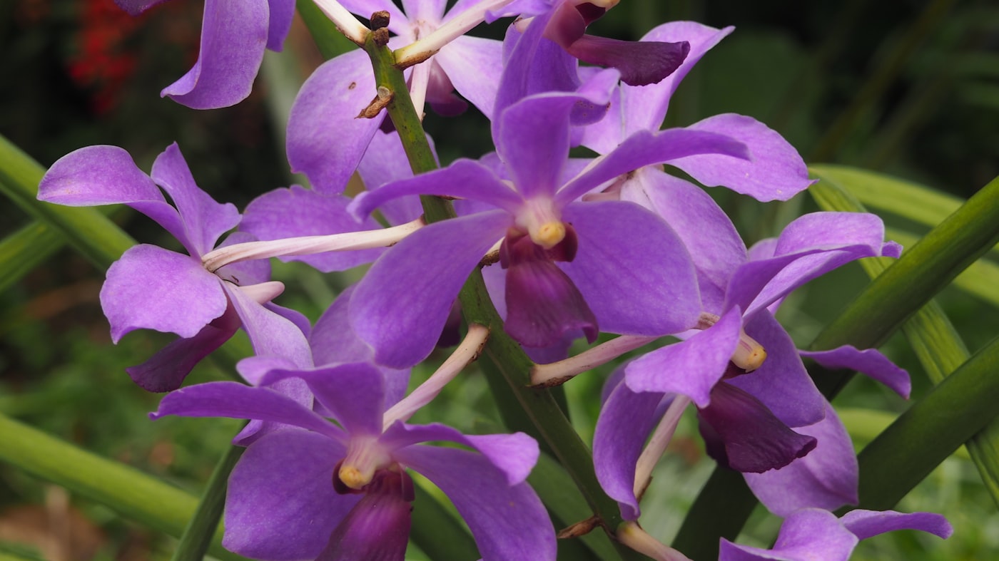 Epidendrum