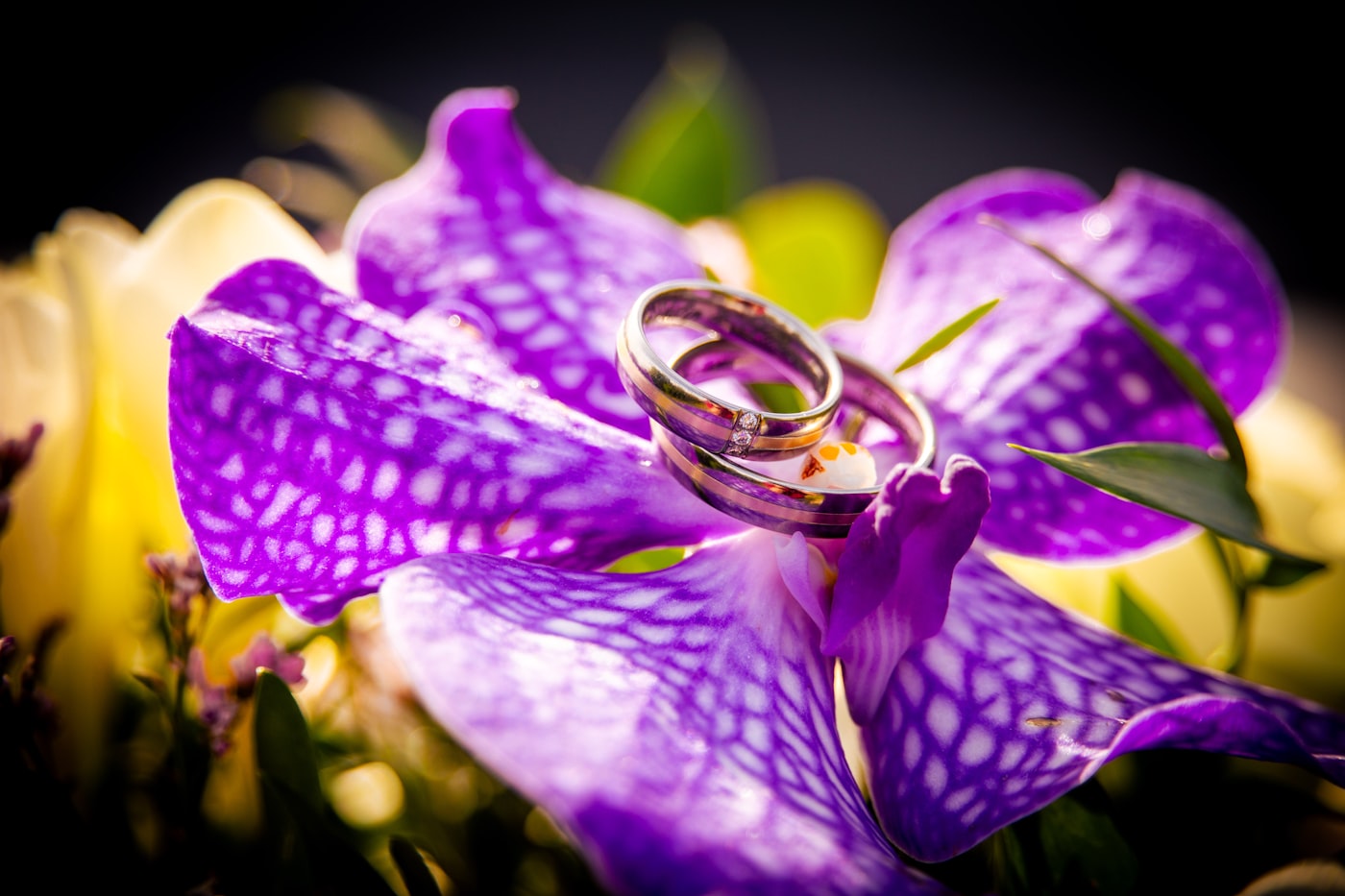 Vanda